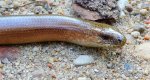 Padalec zwyczajny (Anguis fragilis)