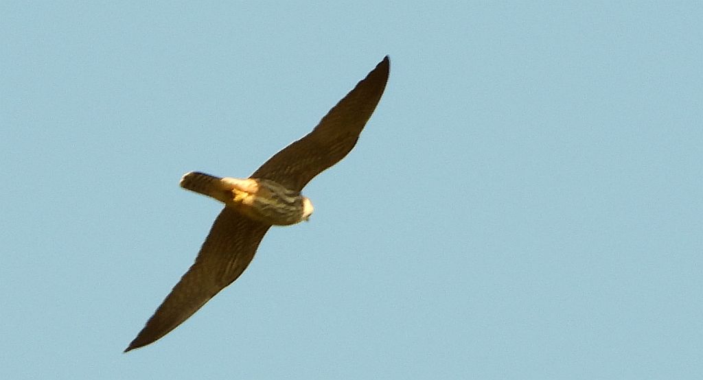 Kobuz, sokół kobuz, sokół leśny, sokolik drzewiec (Falco subbuteo)