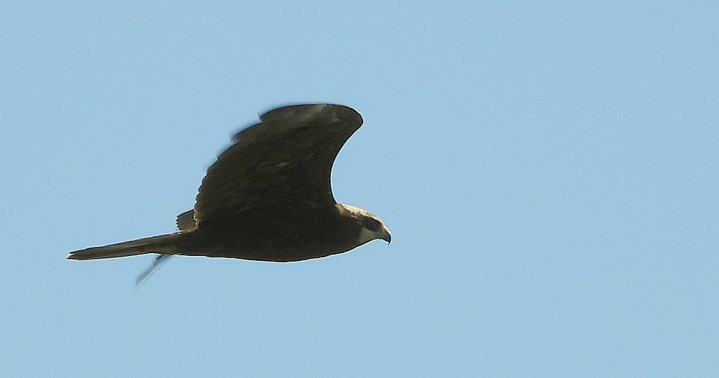 Błotniak stawowy (Circus aeruginosus)