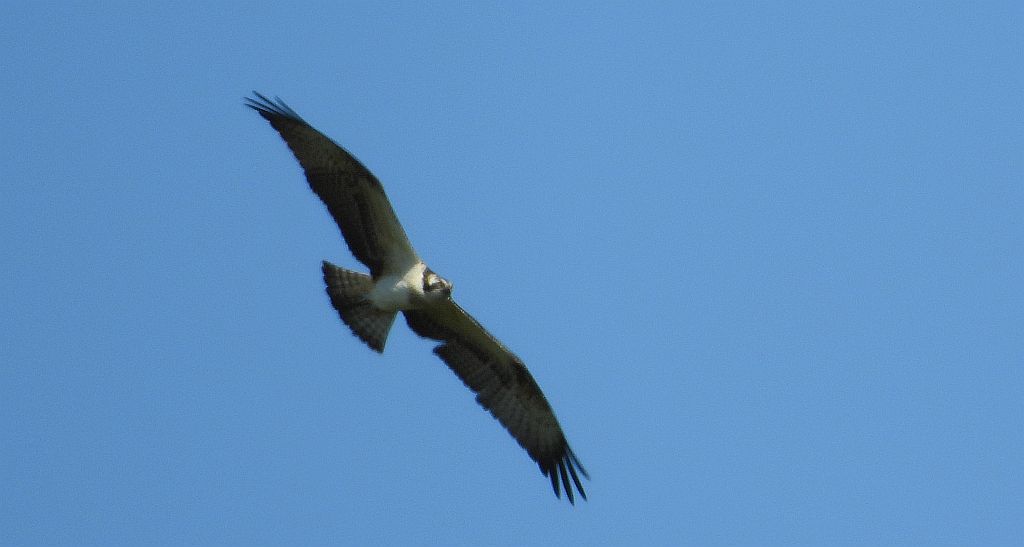 Rybołów (Pandion haliaetus)