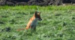 Lis rudy, lis pospolity (Vulpes vulpes)