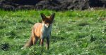 Lis rudy, lis pospolity (Vulpes vulpes)