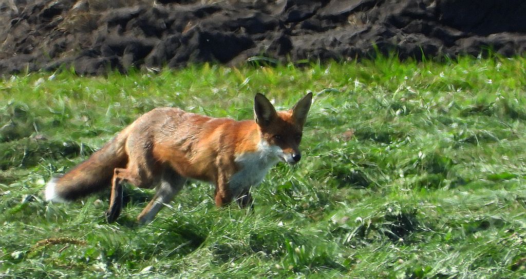 Lis rudy, lis pospolity (Vulpes vulpes)