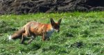 Lis rudy, lis pospolity (Vulpes vulpes)