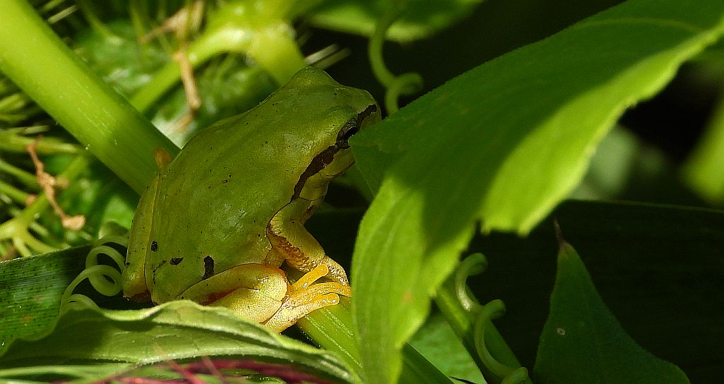 Rzekotka drzewna (Hyla arborea)