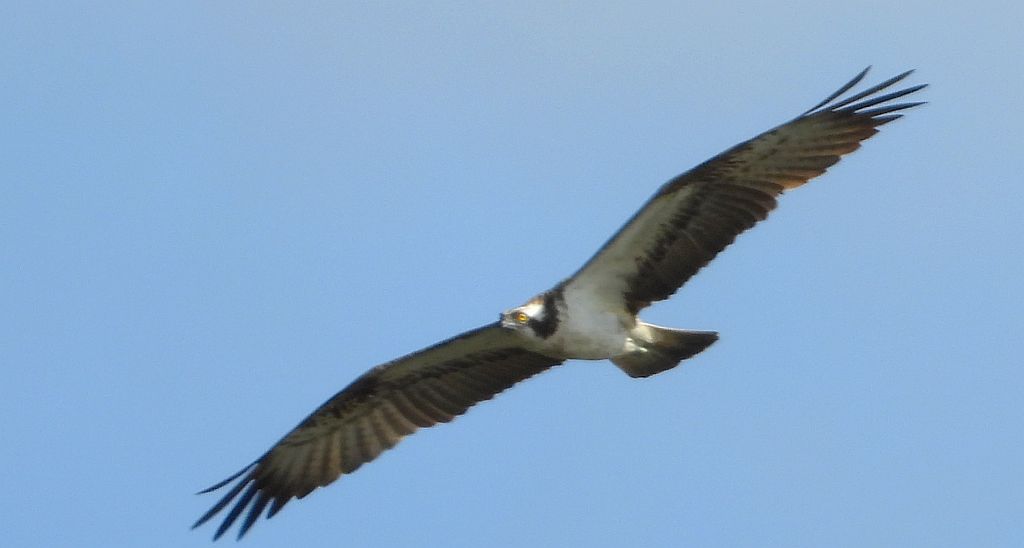 Rybołów (Pandion haliaetus)