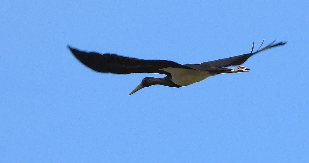 Bocian czarny, hajstra (Ciconia nigra)