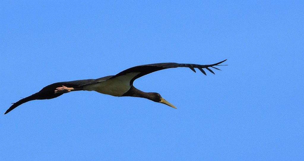 Bocian czarny, hajstra (Ciconia nigra)