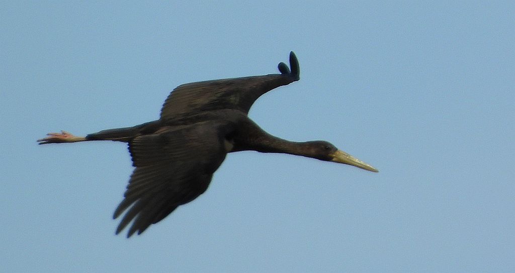 Bocian czarny, hajstra (Ciconia nigra)