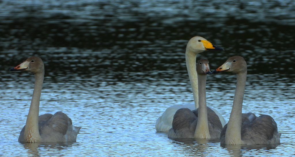 Łabędź krzykliwy (Cygnus cygnus)