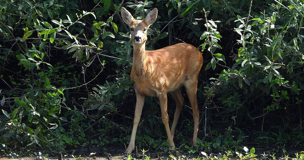 Sarna europejska (Capreolus capreolus)