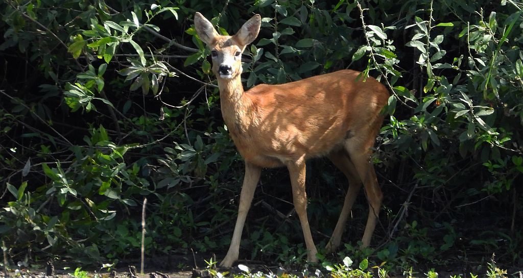 Sarna europejska (Capreolus capreolus)