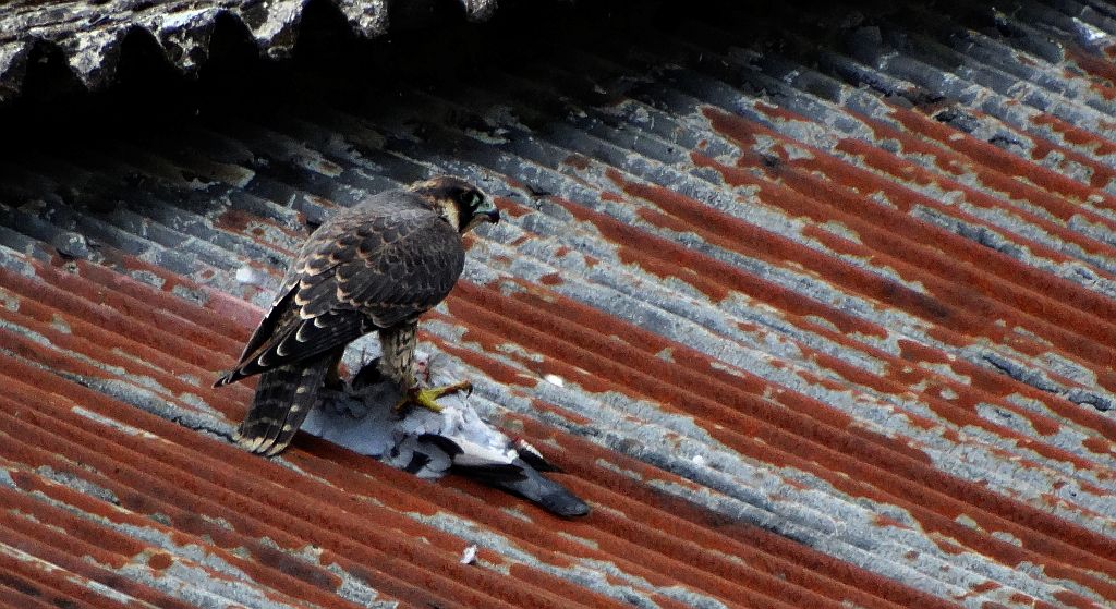 Sokół wędrowny (Falco peregrinus)