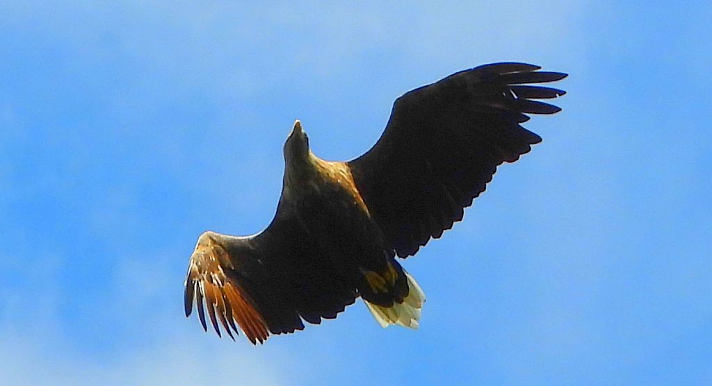 Bielik zwyczajny, bielik, birkut (Haliaeetus albicilla)