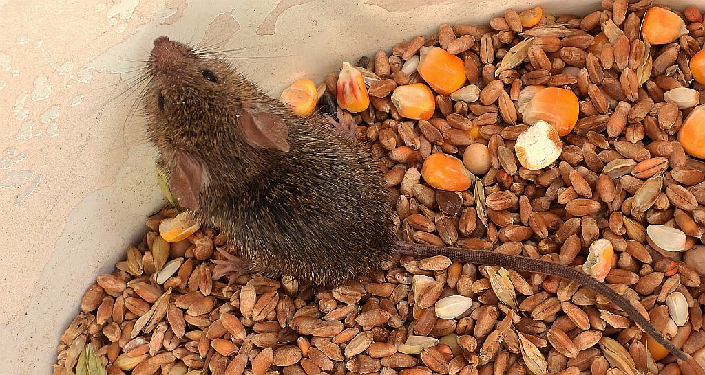 Myszarka zaroślowa, mysz zaroślowa (Apodemus sylvaticus)