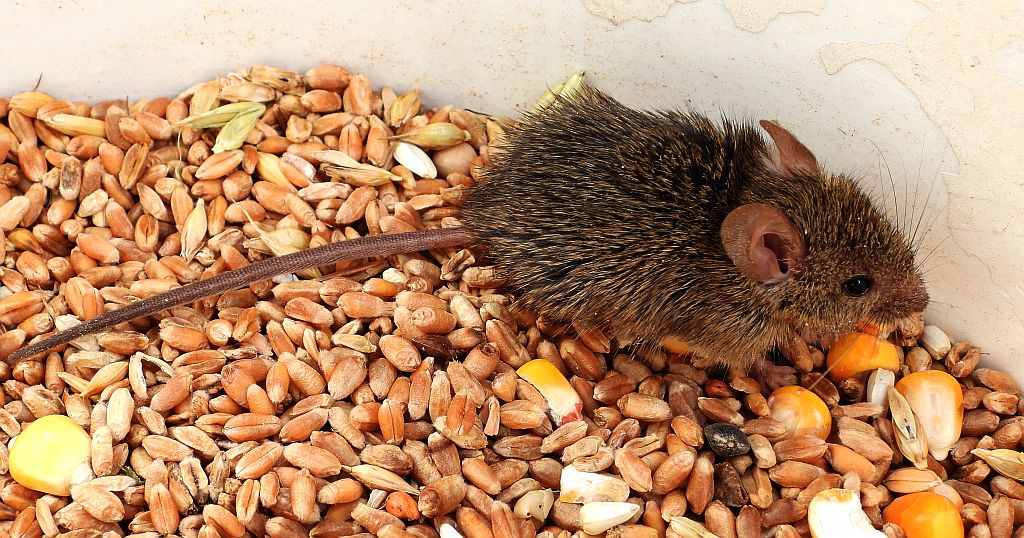 Myszarka zaroślowa, mysz zaroślowa (Apodemus sylvaticus)