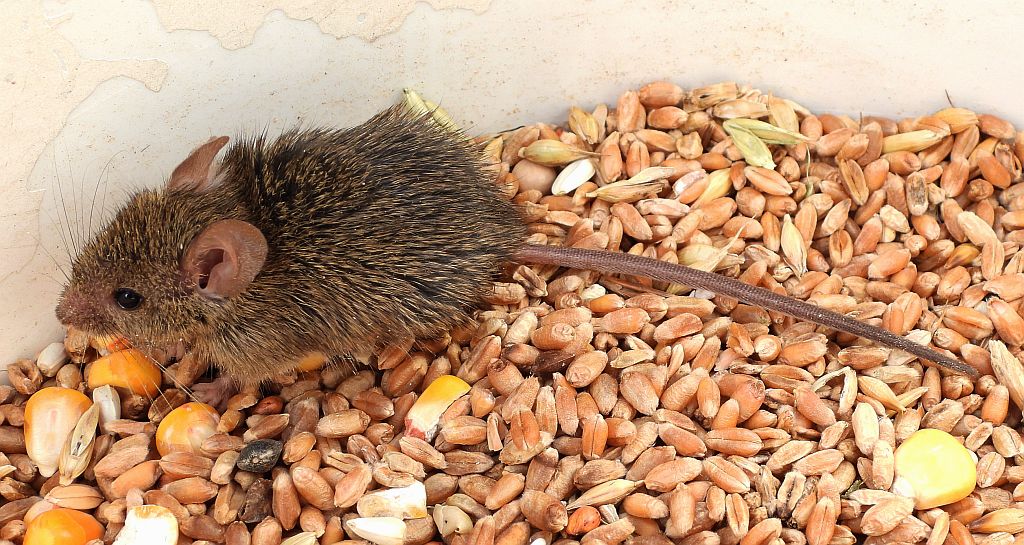 Myszarka zaroślowa, mysz zaroślowa (Apodemus sylvaticus)