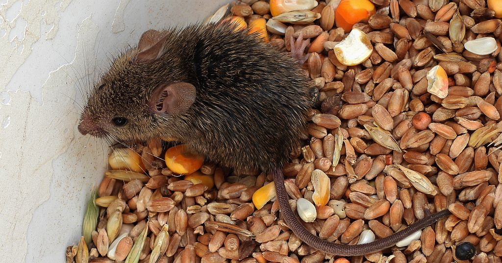 Myszarka zaroślowa, mysz zaroślowa (Apodemus sylvaticus)