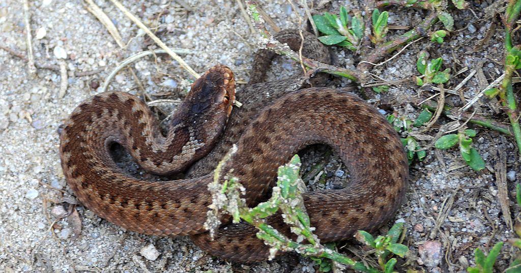 Żmija zygzakowata (Vipera berus)
