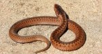 Żmija zygzakowata (Vipera berus)