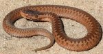 Żmija zygzakowata (Vipera berus)