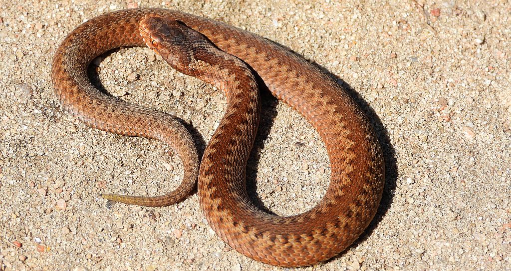 Żmija zygzakowata (Vipera berus)