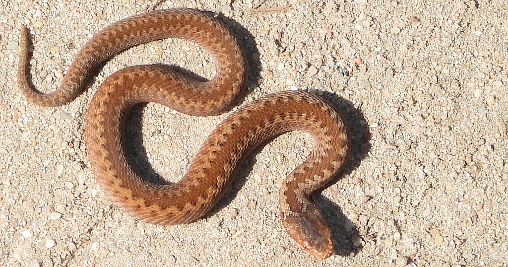 Żmija zygzakowata (Vipera berus)