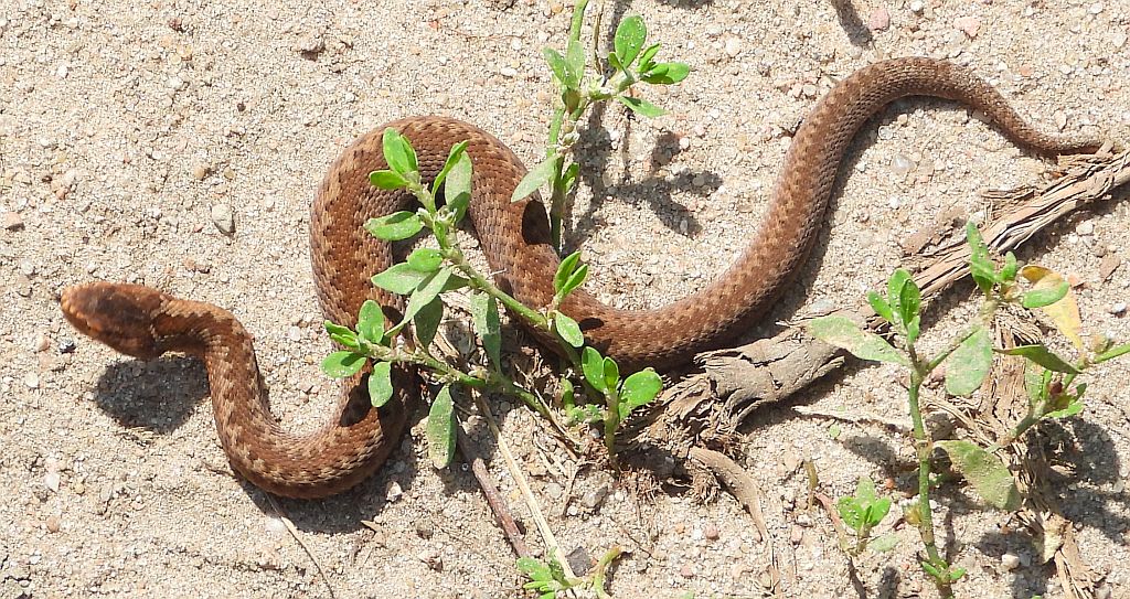 Żmija zygzakowata (Vipera berus)