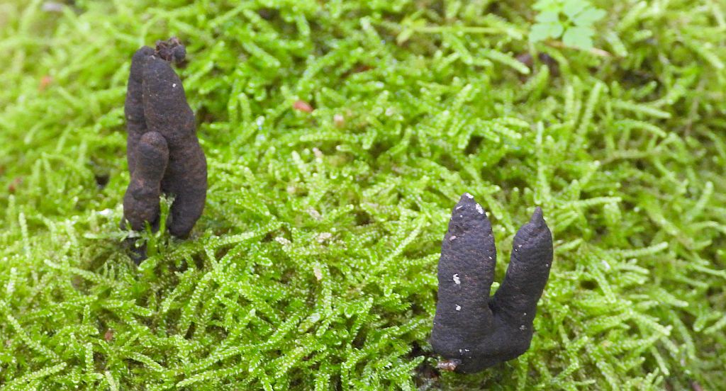 Próchnilec maczugowaty (Xylaria polymorpha)