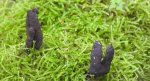 Próchnilec maczugowaty (Xylaria polymorpha)