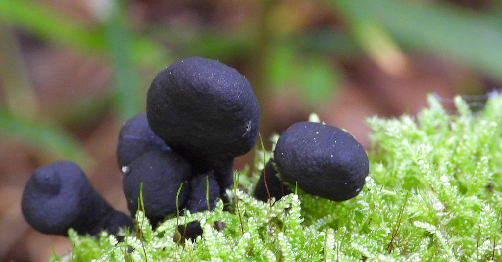 Próchnilec maczugowaty (Xylaria polymorpha)