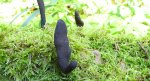 Próchnilec maczugowaty (Xylaria polymorpha)