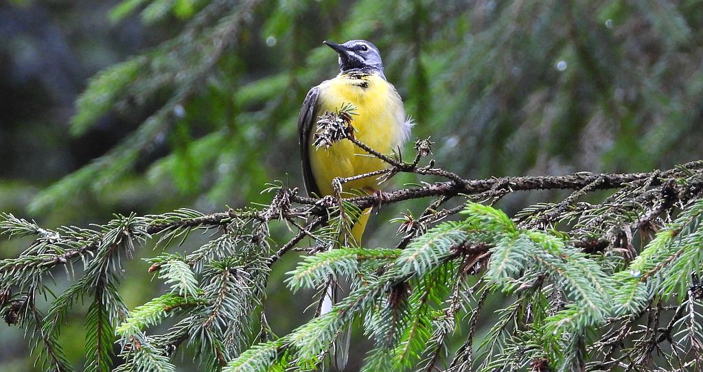 Pliszka górska (Motacilla cinerea)