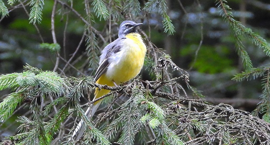 Pliszka górska (Motacilla cinerea)
