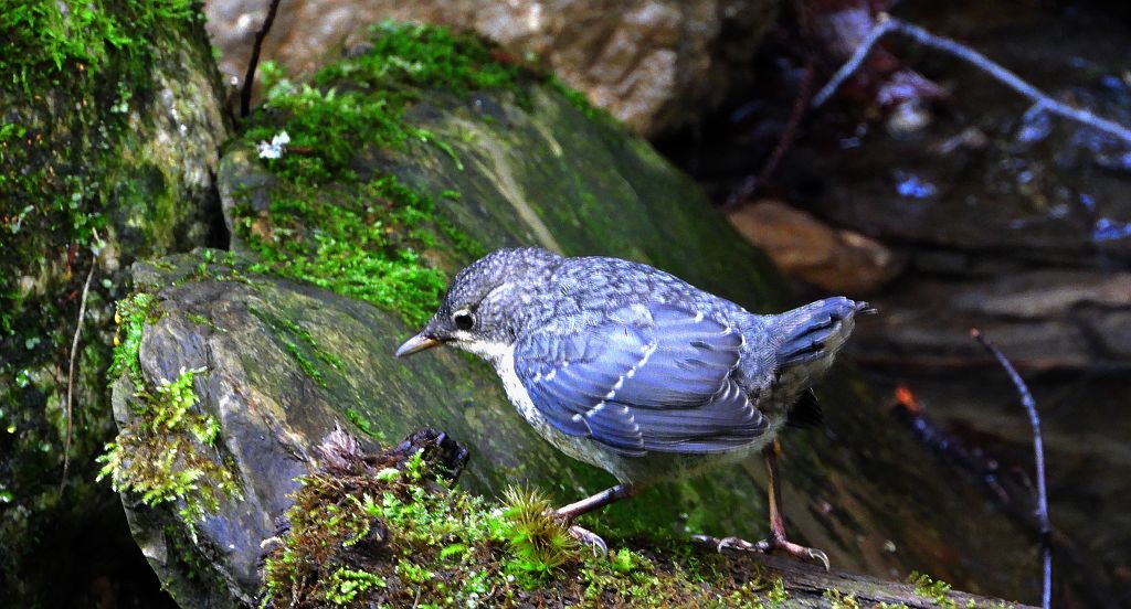 Pluszcz zwyczajny, pluszcz (Cinclus cinclus)