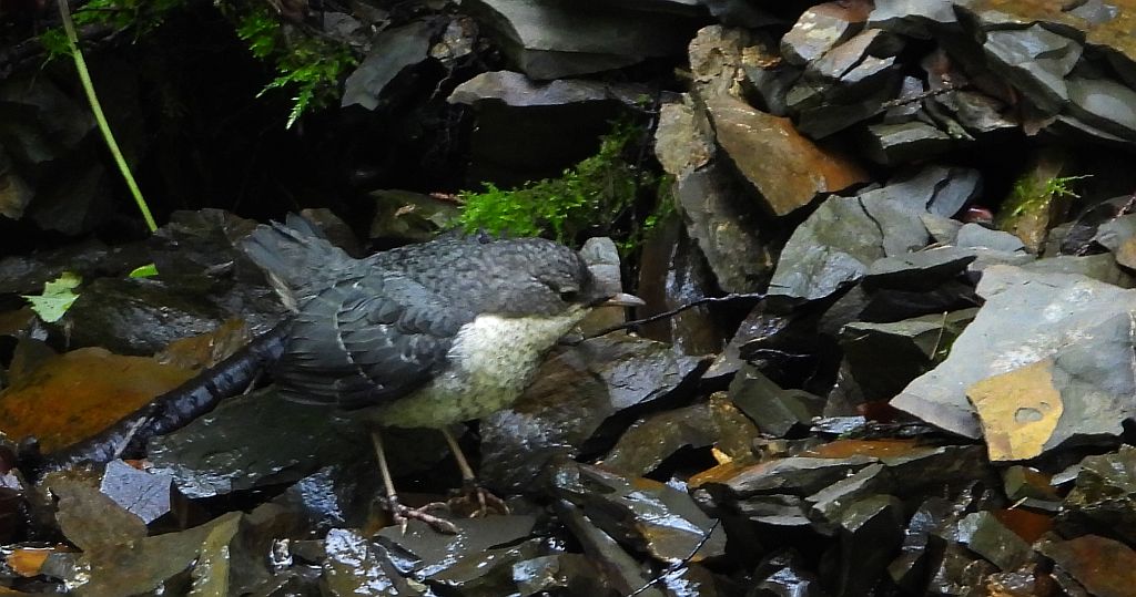 Pluszcz zwyczajny, pluszcz (Cinclus cinclus)