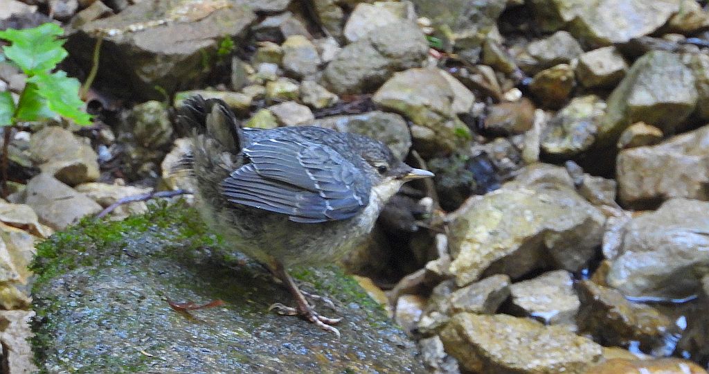Pluszcz zwyczajny, pluszcz (Cinclus cinclus)