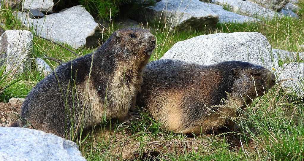 Świstak tatrzański (Marmota marmota latirostris)
