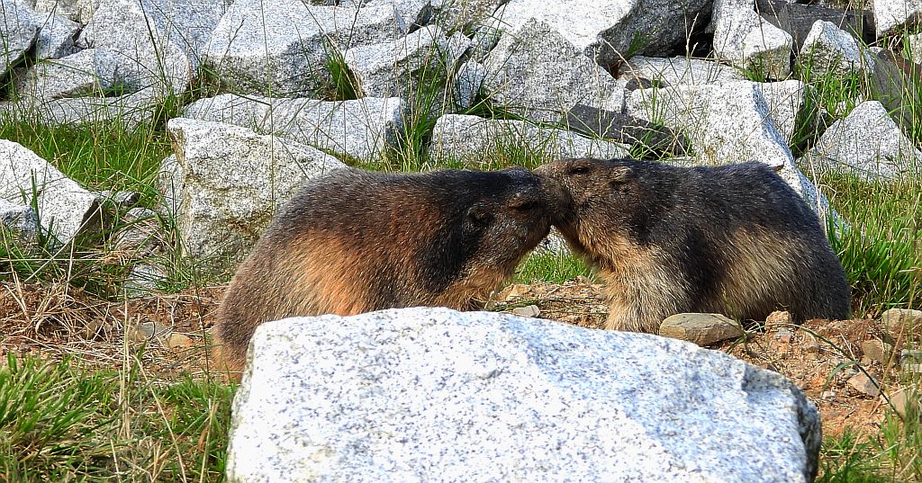 Świstak tatrzański (Marmota marmota latirostris)