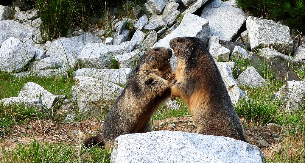 Świstak tatrzański (Marmota marmota latirostris)