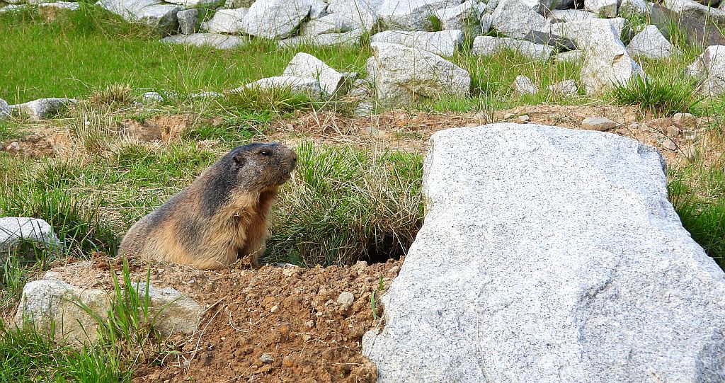 Świstak tatrzański (Marmota marmota latirostris)