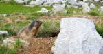 Świstak tatrzański (Marmota marmota latirostris)
