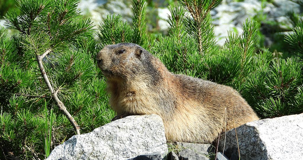 Świstak tatrzański (Marmota marmota latirostris)