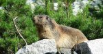 Świstak tatrzański (Marmota marmota latirostris)