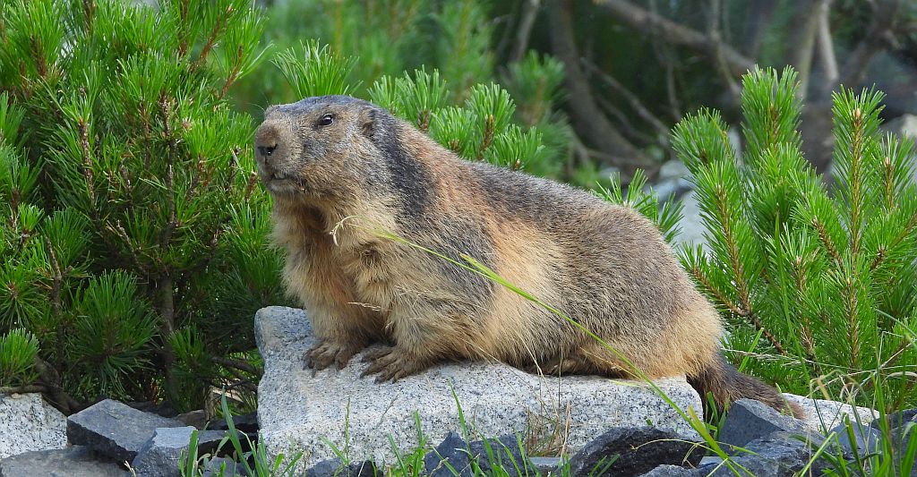 Świstak tatrzański (Marmota marmota latirostris)