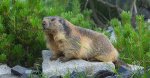 Świstak tatrzański (Marmota marmota latirostris)