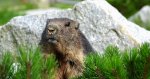 Świstak tatrzański (Marmota marmota latirostris)