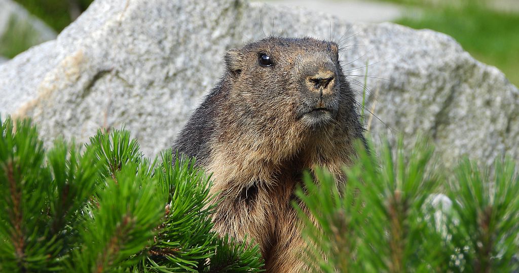 Świstak tatrzański (Marmota marmota latirostris)