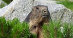 Świstak tatrzański (Marmota marmota latirostris)