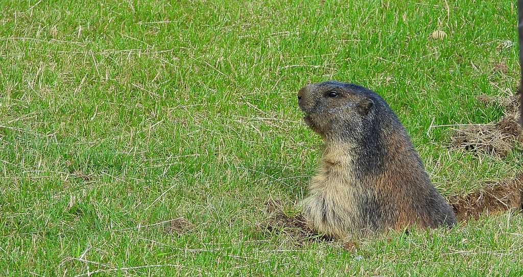 Świstak tatrzański (Marmota marmota latirostris)